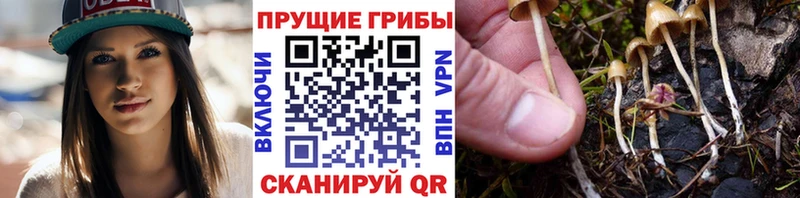 Псилоцибиновые грибы Psilocybe  даркнет сайт  Бийск 