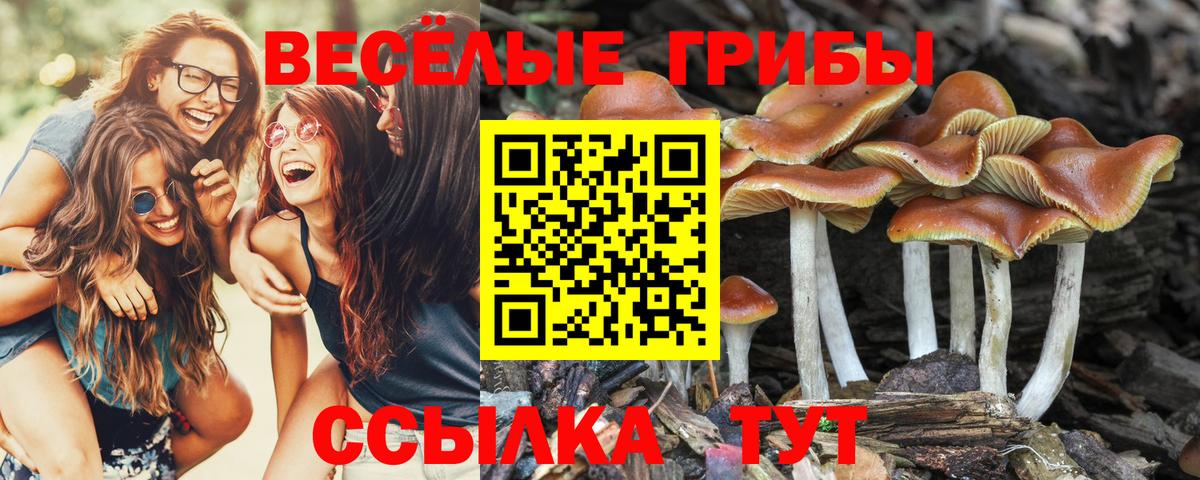 Псилоцибиновые грибы Cubensis  Вход с VPN  закладки  Бийск 